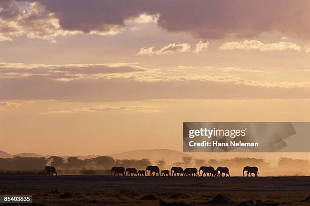 sunset in the savannah. - samburu national park stock pictures, royalty-free photos & images