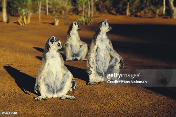 three lemurs, sun-bathing on the red sand - lemur stock pictures, royalty-free photos & images