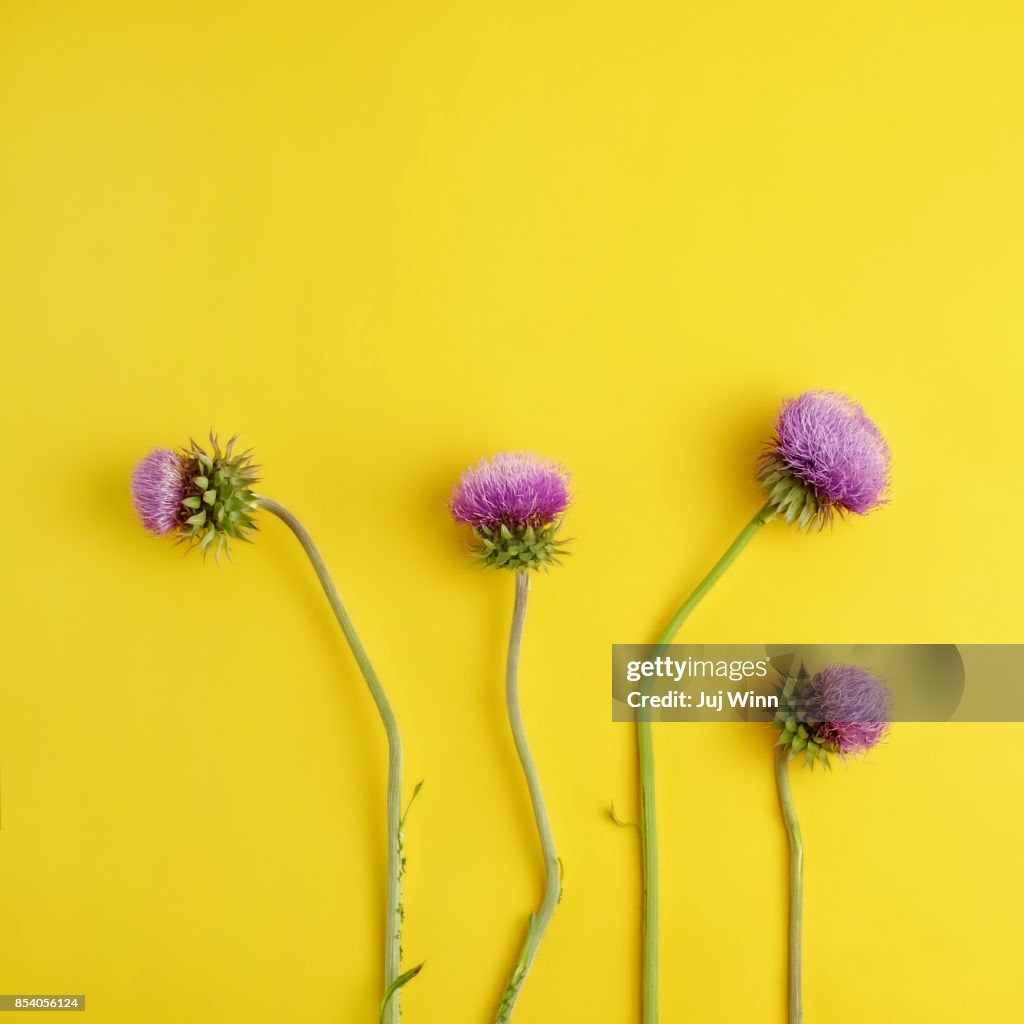 Flowering purple thistles