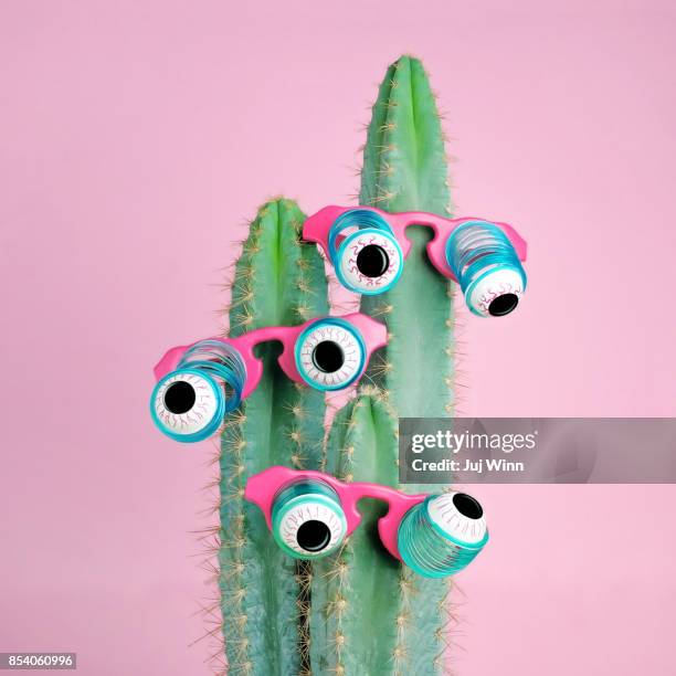 cactus wearing eyeball glasses - wackelaugen stock-fotos und bilder