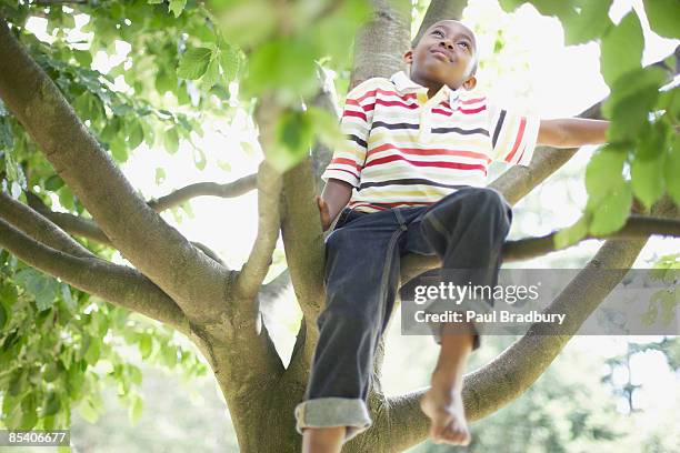 boy クライミングツリー - kid in a tree ストックフォトと画像