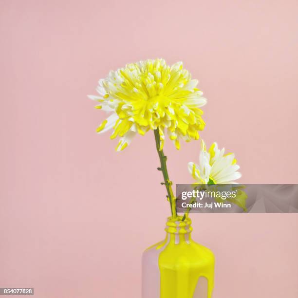 white mum and daisy flowers with yellow dripping paint - millennial pink bildbanksfoton och bilder