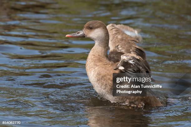 red crested pochard - rufina stock pictures, royalty-free photos & images