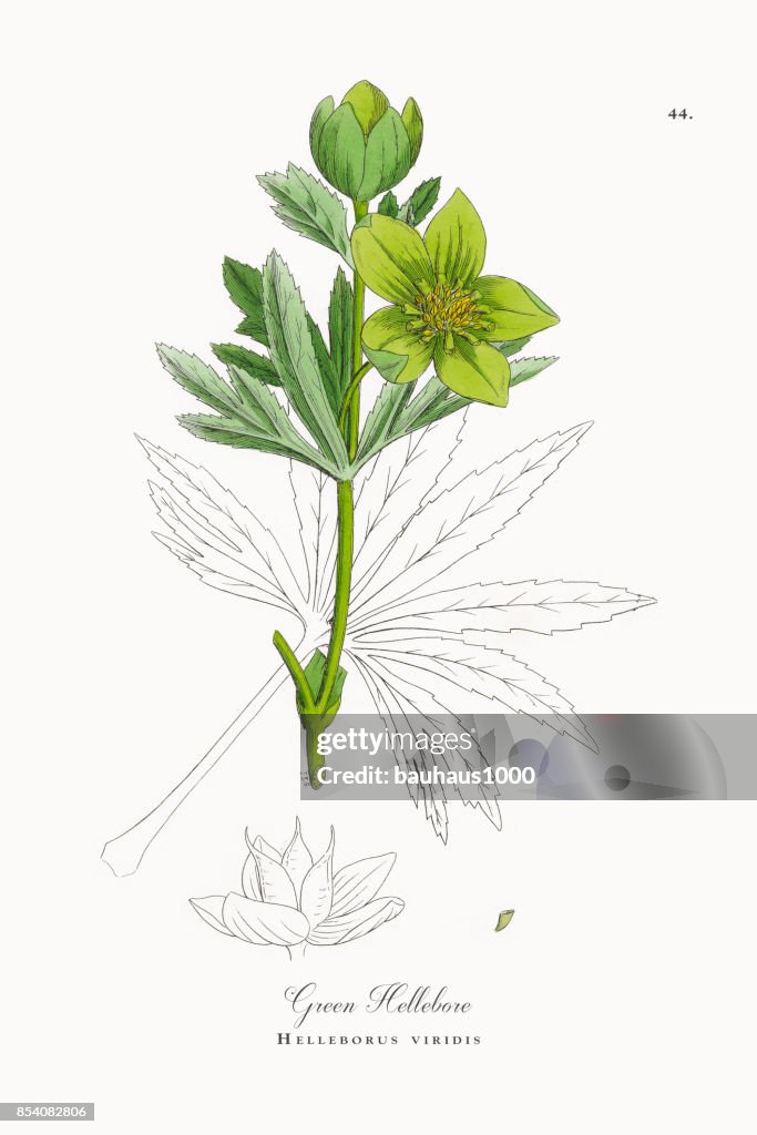 Green Hellebore, Helleborus viridis, Victorian Botanical Illustration, 1863