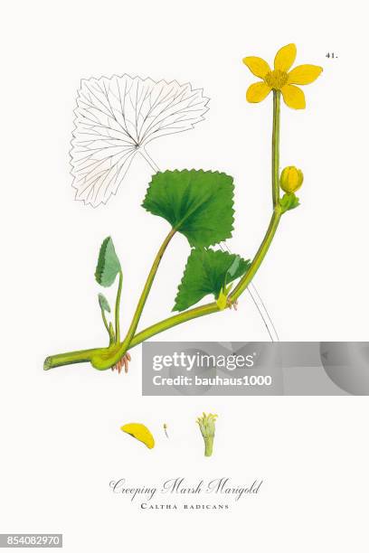 stockillustraties, clipart, cartoons en iconen met kruipende marsh goudsbloem, caltha radicans, victoriaanse botanische illustratie, 1863 - gewone dotterbloem