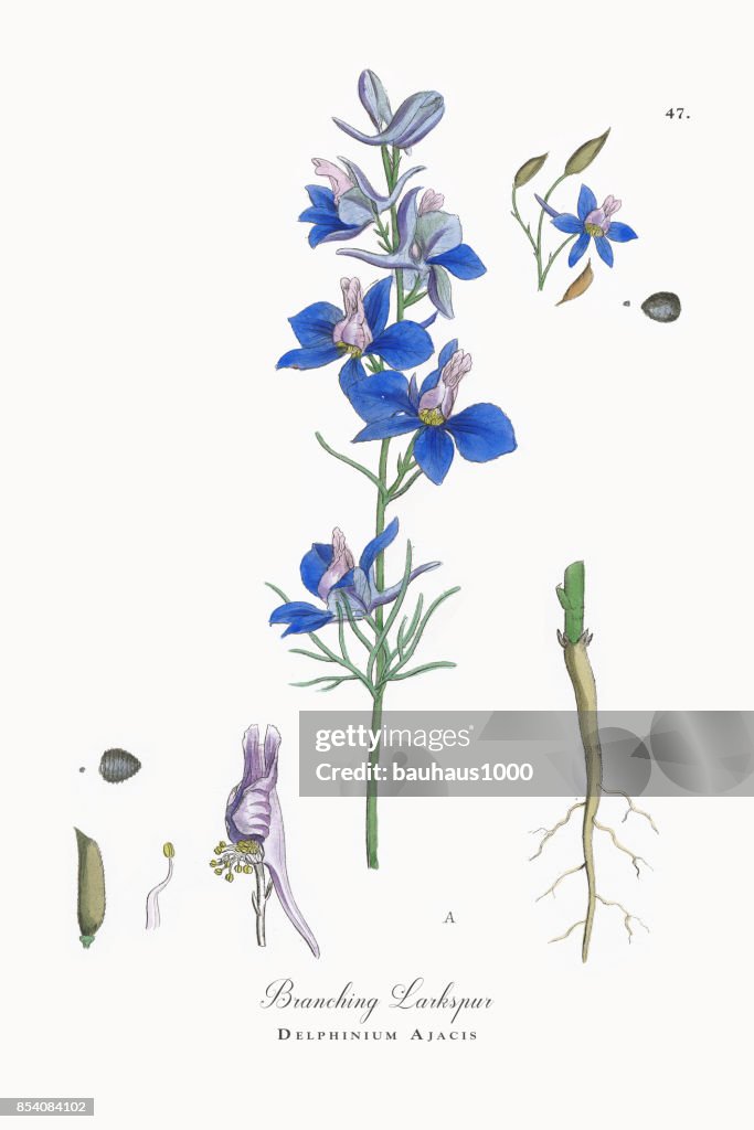 Ramificação de ilustração botânica de Larkspur, Delphinium Ajacis, vitoriana, 1863