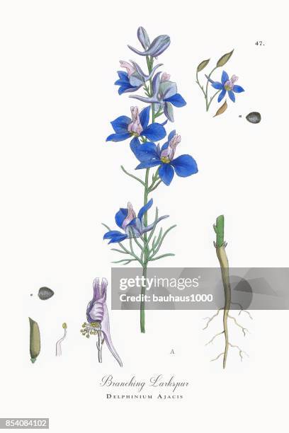 branching larkspur, delphinium ajacis, victorian botanical illustration, 1863 - delphinium stock illustrations