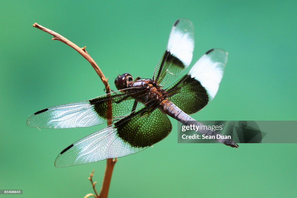 Dragonfly
