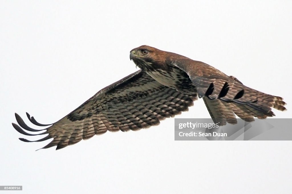 Red Tailed Hawk In Flight