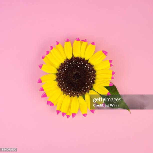 sunflower head with pink tips - kansas sunflowers stock pictures, royalty-free photos & images