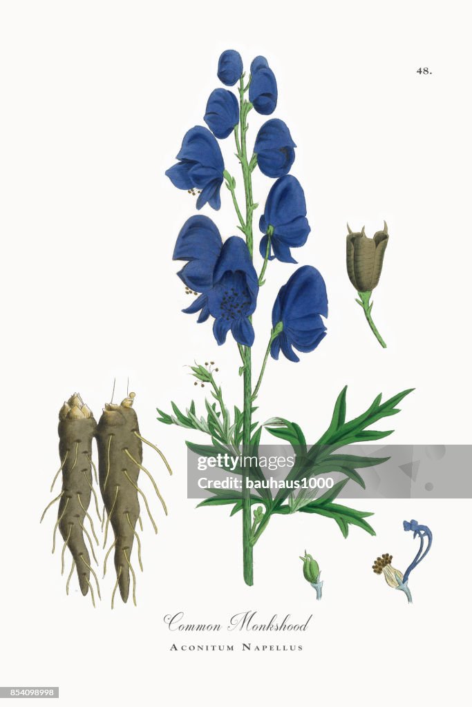 Common Monkshood, Aconitum Napellus, Victorian Botanical Illustration, 1863
