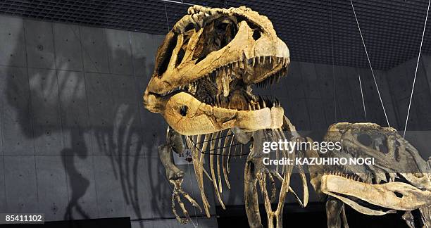 16 Mapusaurus Stock Photos, High-Res Pictures, and Images - Getty Images