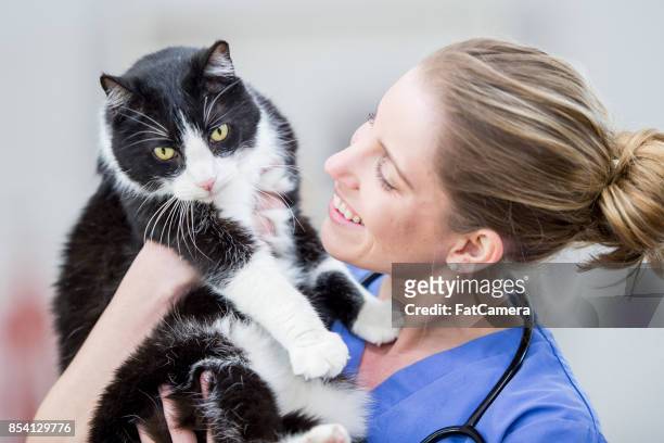holding a kitty - animal hospital stock pictures, royalty-free photos & images