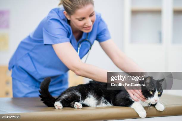 cat checkup - fat cat stock pictures, royalty-free photos & images