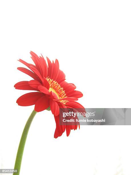 red gerbera on white background - gerbera photos et images de collection