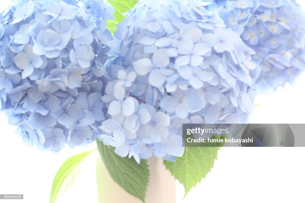 Blue Hydrangea on white background, close-up