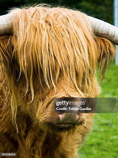 scotland, kyloe, close-up - tobias gaulke foto e immagini stock