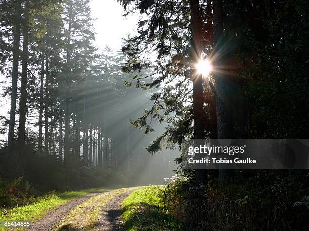 sunlight through trees in forest - tobias gaulke stock-fotos und bilder