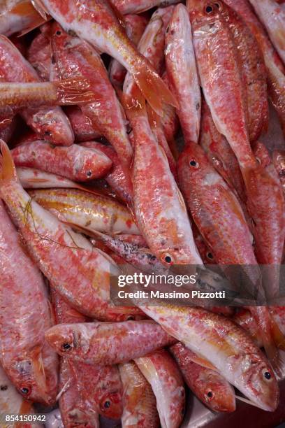 red fishes at the fishmarket in menorca - massimo pizzotti fotografías e imágenes de stock