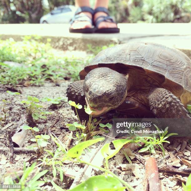 gopher tortoise - gopher tortoise stock pictures, royalty-free photos & images