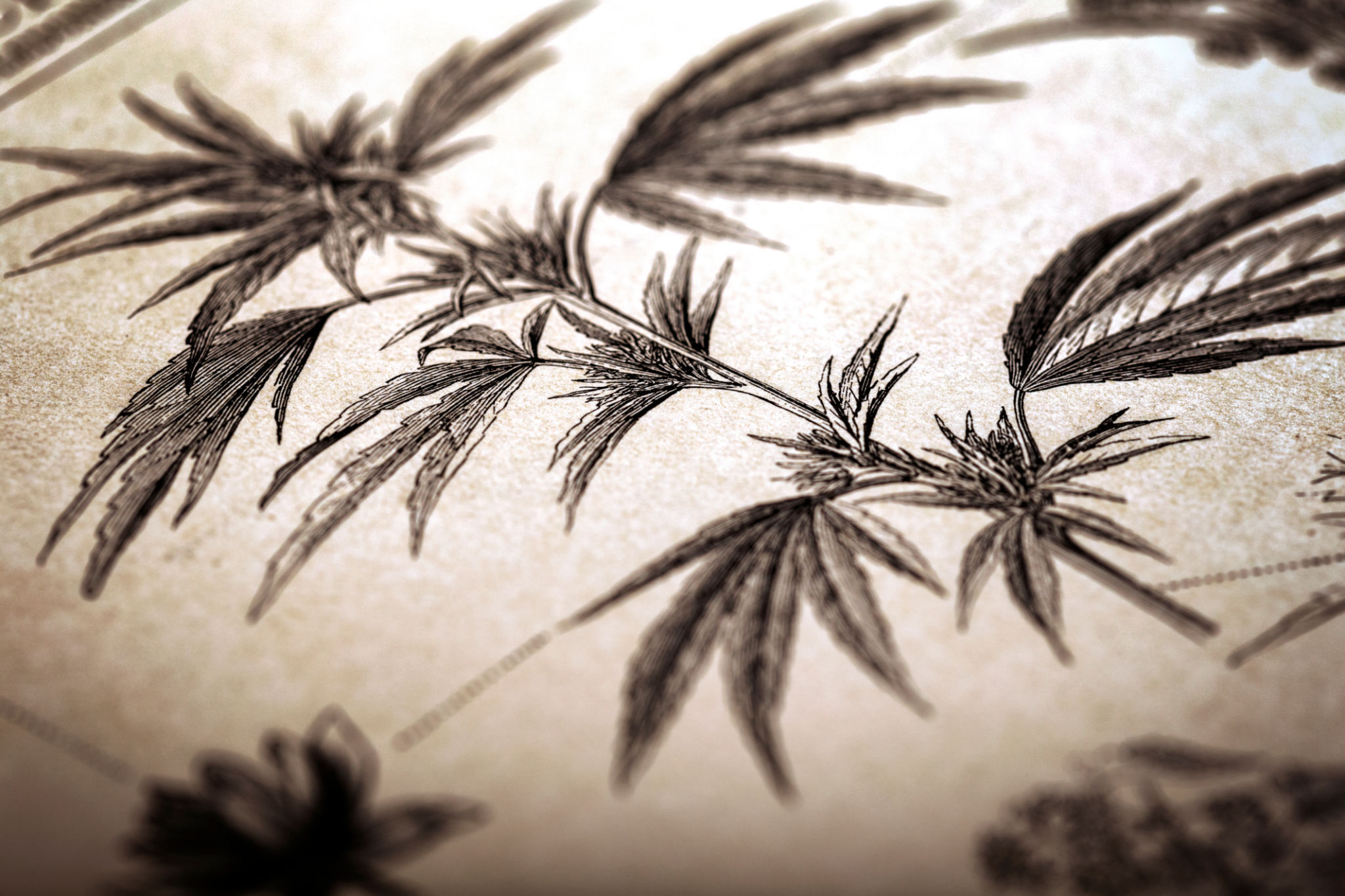 cannabis history