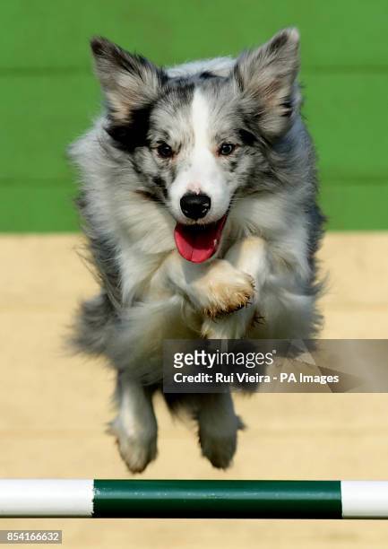 Special rescue Collie Frostie rehomed by Kennel Club Breed Rescue organisation, Valgrays Border Collie Rescue, and will be taking part in the rescue...