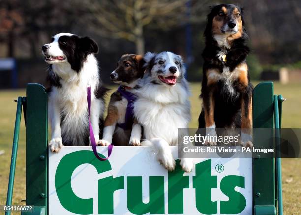 Puppie Tiff with other special rescue dogs, Holly, Frostie and Jimmy, all rehomed by Kennel Club Breed Rescue organisation, Valgrays Border Collie...