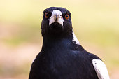 Close up Australian magpie hunts through the undergrowth for seeds and nuts
