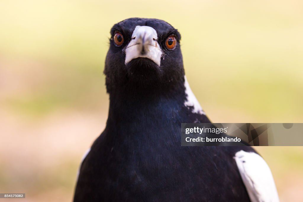 Close up Australian magpie hunts through the undergrowth for seeds and nuts
