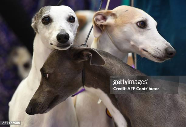 Whippets gather at Madison Square Garden on September 26, 2017 to celebrate 125 years of their competition in the Annual Westminster Kennel Club Dog...