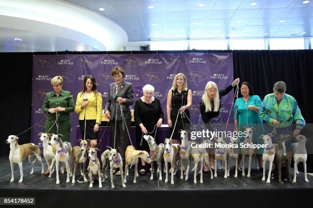 Whippets take over Madison Square Garden to celebrate the 125th anniversary of the first competition at the Westminster Kennel Club Dog Show at...