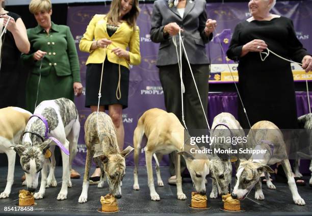 Whippets enjoy cupcakes as they take over Madison Square Garden to celebrate the 125th anniversary of the first competition at the Westminster Kennel...