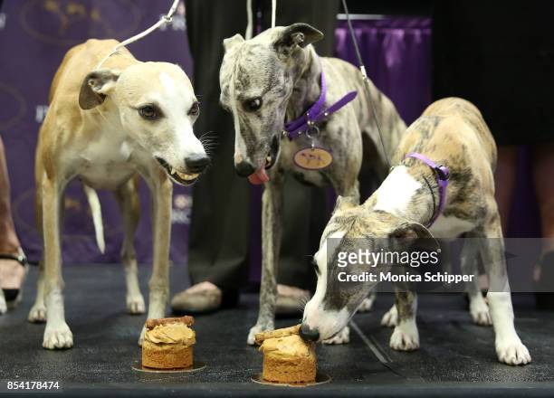 Whippets enjoy cupcakes as they take over Madison Square Garden to celebrate the 125th anniversary of the first competition at the Westminster Kennel...