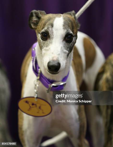 Whippets take over Madison Square Garden to celebrate the 125th anniversary of the first competition at the Westminster Kennel Club Dog Show at...