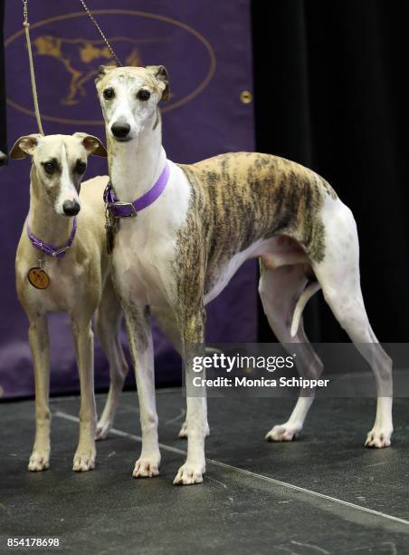 Whippets take over Madison Square Garden to celebrate the 125th anniversary of the first competition at the Westminster Kennel Club Dog Show at...