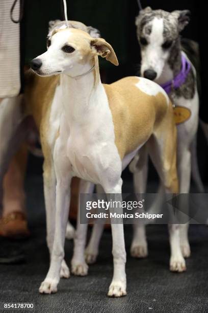 Whippets take over Madison Square Garden to celebrate the 125th anniversary of the first competition at the Westminster Kennel Club Dog Show at...