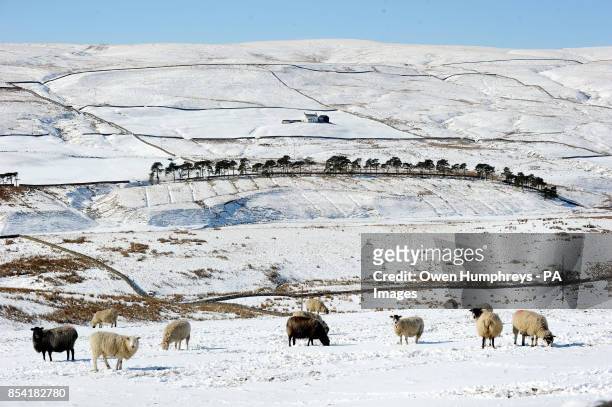Sheep on the snow-covered mountains in Teesdale as the cold weather continues.