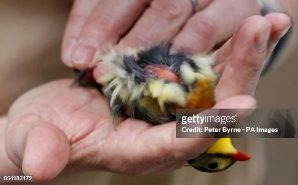 Pekin Robin at Chester Zoo is weighed as part of an annual health check.