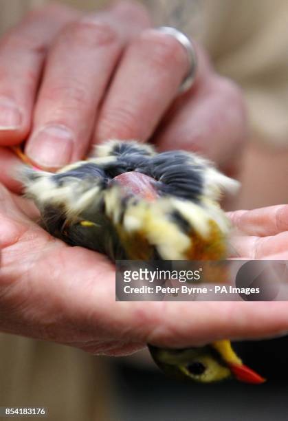 Pekin Robin at Chester Zoo is weighed as part of an annual health check.