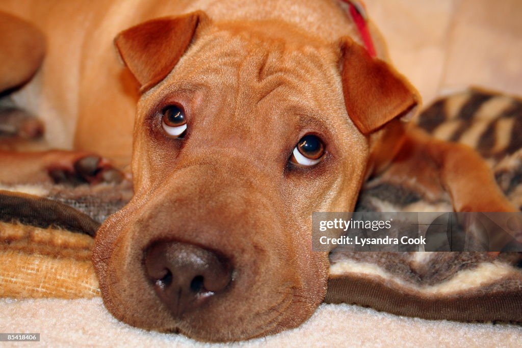 Dog lying and looking up, close-up