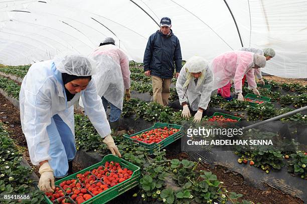 Spanish Jose Antonio Martin Ortiz Spanish, owner of the Agromartin farm, looks at seasonal workers picking up strawberries in Lepe, shouthern Spain...
