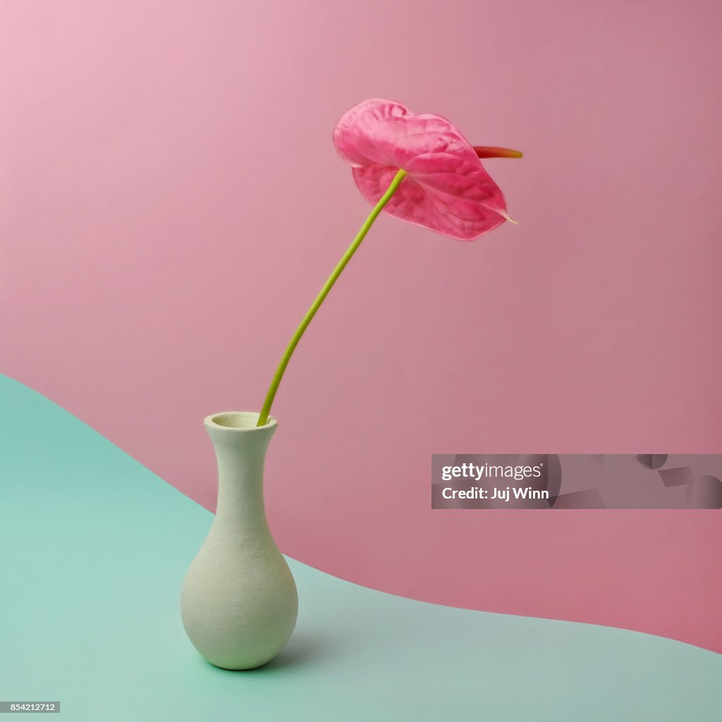 Red anthurium in white vase