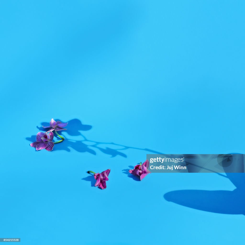 Orchid Shadow on Blue Background