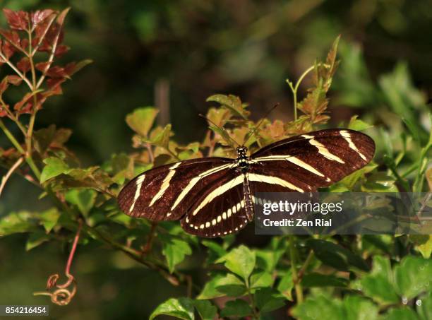 zebra longwing or zebra heliconian or heliconius charithonia - state butterfly for florida - warning coloration stockfoto's en -beelden