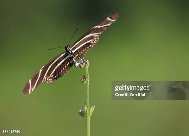 zebra longwing or zebra heliconian or heliconius charithonia - state butterfly for florida - colorazione aposematica foto e immagini stock