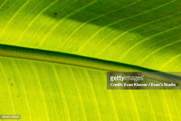 greenery - evan kissner stock pictures, royalty-free photos & images