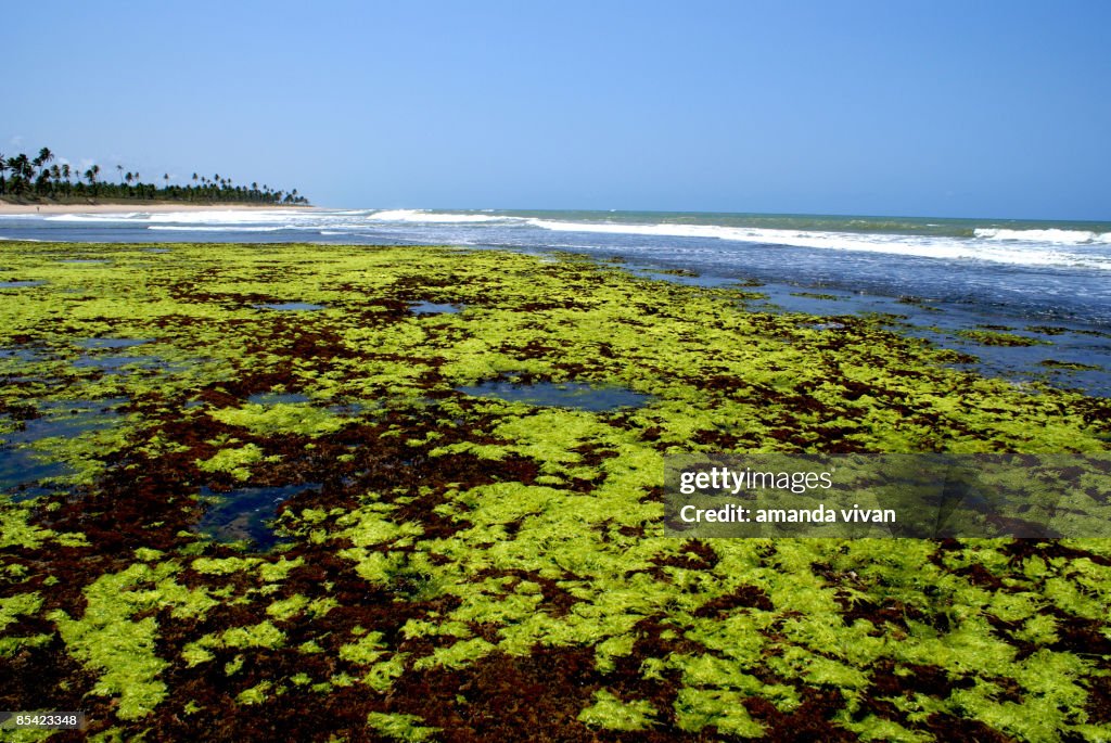 Moss with sea in background