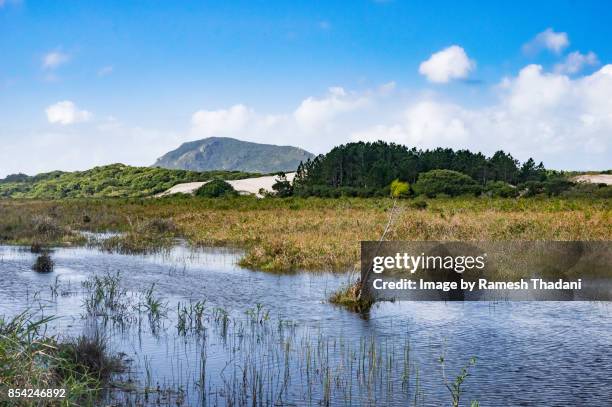 rio vermelho forest park - vermelho stock pictures, royalty-free photos & images