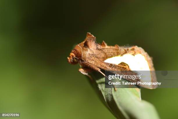 1 206 Night Moth Stock Photos High Res Pictures And Images Getty Images 1-206-night-moth-stock-photos-high-res-pictures-and-images-getty-images