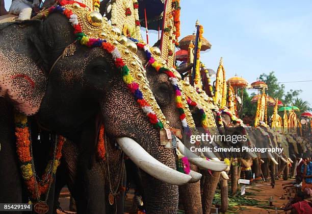 festival elephants - kerala elephant stock-fotos und bilder